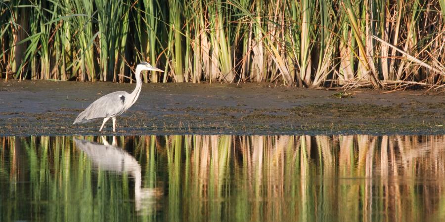 NEW YORK STATE WETLANDS UPDATE